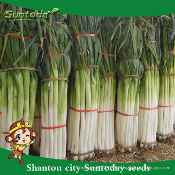 Suntoday légumes F1 organique jardin achat en ligne vert anglais chinois oignon graines d&#39;oignon en vrac dans le fournisseur (81009)